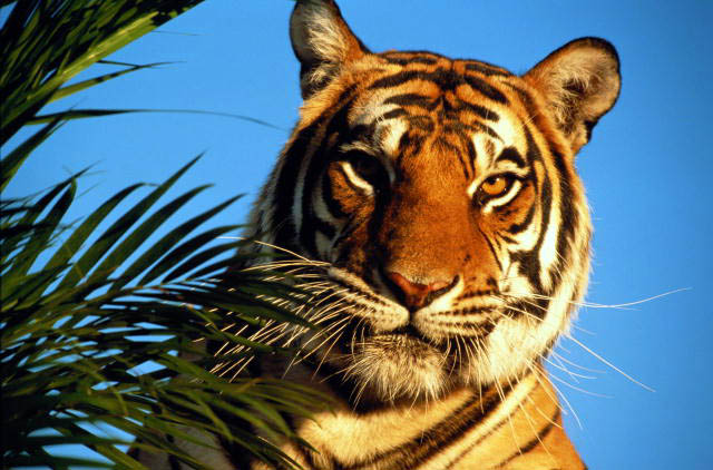 Твоё животное-друг Tiger0034
